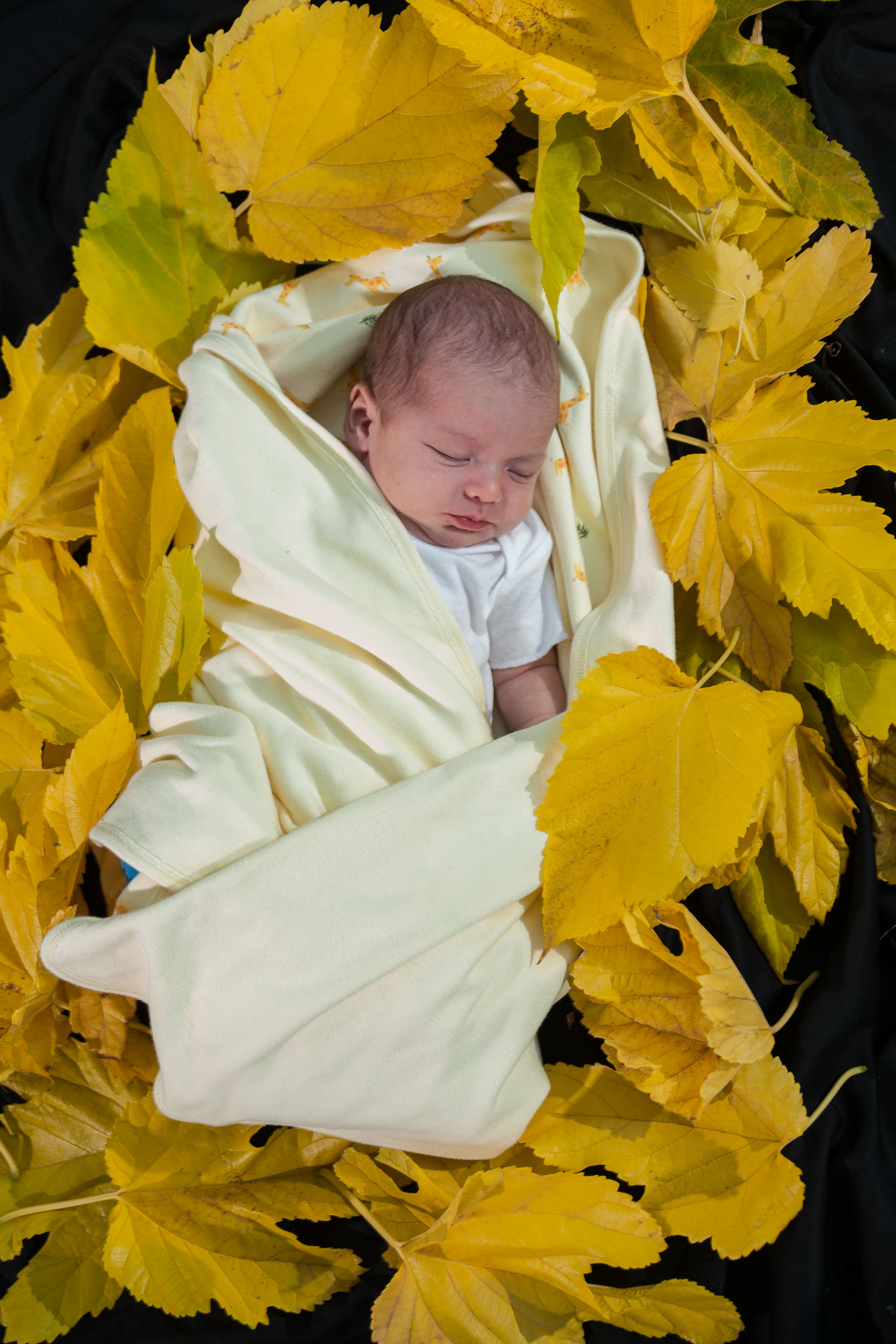 A newborn framed in fall leaves by San Francisco portrait photographer Checkerbox Photography