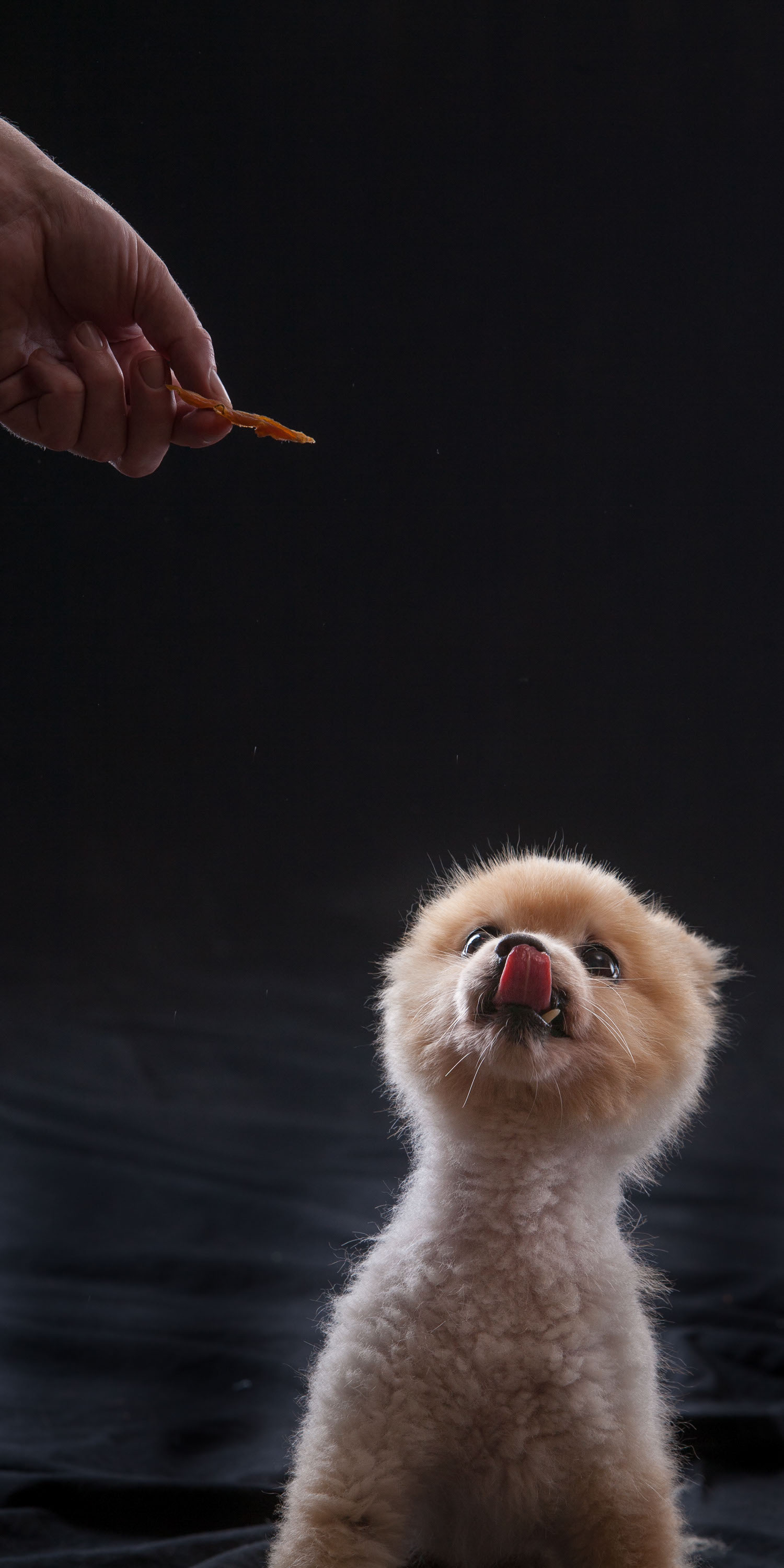 A puppy licks his lips as he waits for a treat frrom his human